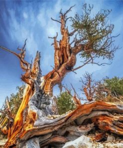 Ancient Bristlecone Pine Forest Paint By Numbers