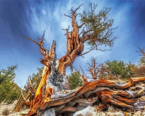 Ancient Bristlecone Pine Forest Paint By Numbers