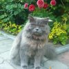 Angry Long Hair Grey Cat Paint By Numbers