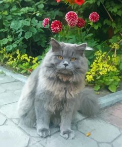 Angry Long Hair Grey Cat Paint By Numbers