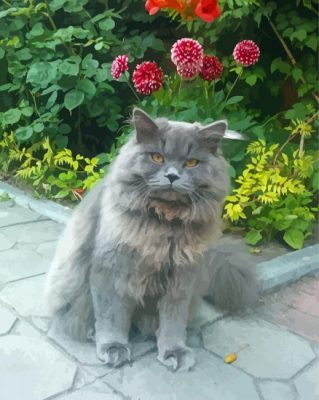 Angry Long Hair Grey Cat Paint By Numbers