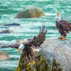 Bald Eagles Birds On The River Paint By Numbers