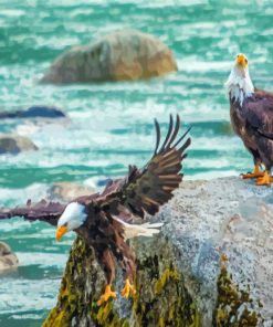 Bald Eagles Birds On The River Paint By Numbers