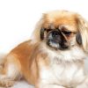 Beige And White Pekingese Paint By Numbers