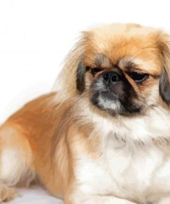 Beige And White Pekingese Paint By Numbers