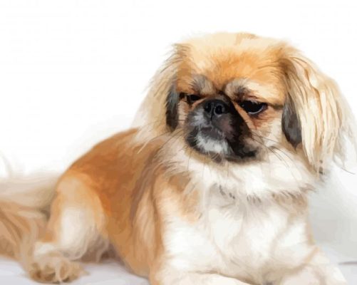 Beige And White Pekingese Paint By Numbers