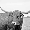 Black And White Longhorn Cow Paint By Numbers