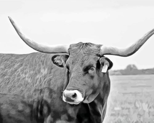 Black And White Longhorn Cow Paint By Numbers