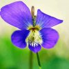 Clos Up Common Blue Violet Paint By Numbers