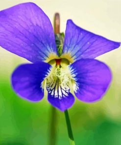 Clos Up Common Blue Violet Paint By Numbers