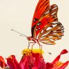 Colorful Butterfly On Red Flower Paint By Numbers