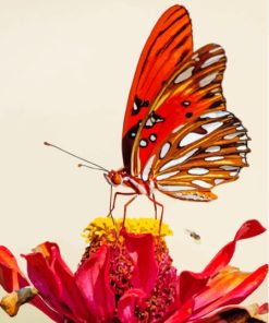 Colorful Butterfly On Red Flower Paint By Numbers