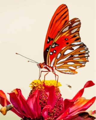 Colorful Butterfly On Red Flower Paint By Numbers