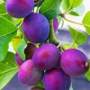 Common Plum Tree Paint By Numbers