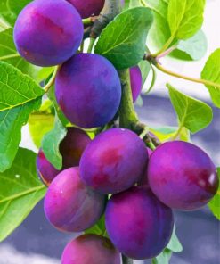 Common Plum Tree Paint By Numbers