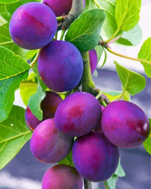 Common Plum Tree Paint By Numbers