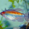 Congo Tetra Fish Paint By Numbers