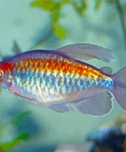 Congo Tetra Fish Paint By Numbers