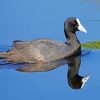 Coots Bird In Lake Paint By Numbers