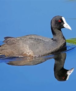 Coots Bird In Lake Paint By Numbers