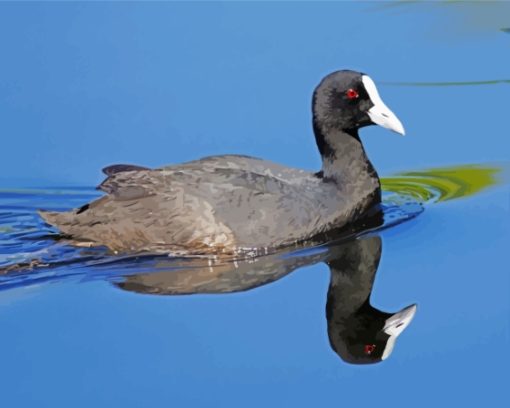 Coots Bird In Lake Paint By Numbers