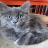 Cute Grey Ragdoll Cat Paint By Numbers