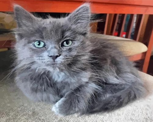 Cute Grey Ragdoll Cat Paint By Numbers