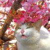 Cute Cat In Cherry Tree Paint By Numbers