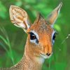 Damara Dik Dik Animal Paint By Numbers