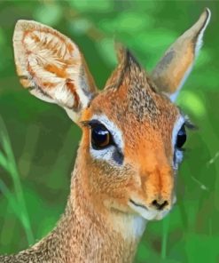 Damara Dik Dik Animal Paint By Numbers