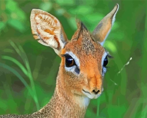 Damara Dik Dik Animal Paint By Numbers