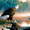 Eagle On Tree By The River Art Paint By Numbers