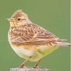 Eurasian Skylark Paint By Numbers