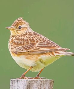 Eurasian Skylark Paint By Numbers