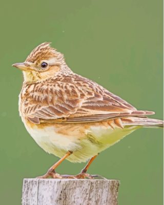 Eurasian Skylark Paint By Numbers