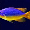 Fiji Blue Devil Damselfish Paint By Numbers