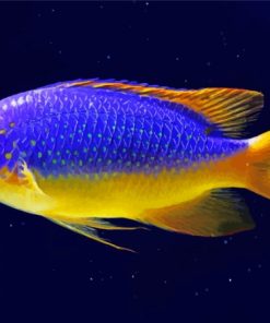 Fiji Blue Devil Damselfish Paint By Numbers