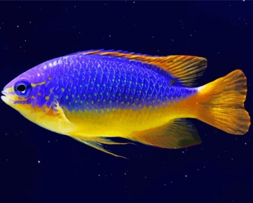 Fiji Blue Devil Damselfish Paint By Numbers