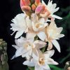 Flowers Tuberose Paint By Numbers