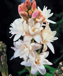 Flowers Tuberose Paint By Numbers