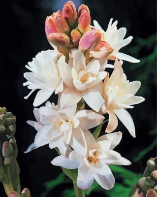 Flowers Tuberose Paint By Numbers