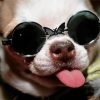 Funny Chihuahua With Glasses Paint By Numbers