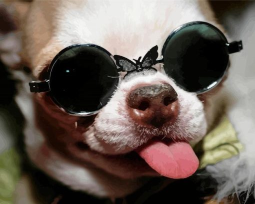 Funny Chihuahua With Glasses Paint By Numbers