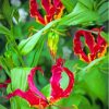 Gloriosa Lilies Plants Paint By Numbers