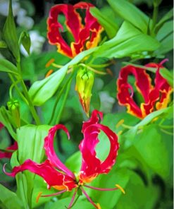 Gloriosa Lilies Plants Paint By Numbers