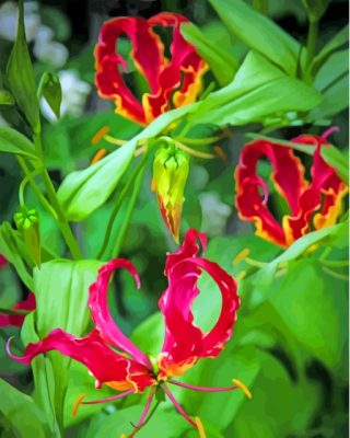 Gloriosa Lilies Plants Paint By Numbers