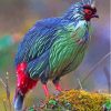 Green And Red Blood Pheasant Paint By Numbers