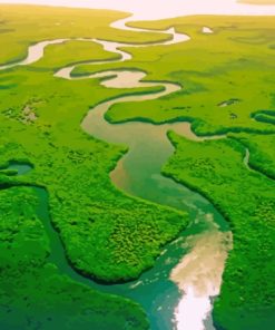 Mangrove Forest In Gambia Paint By Numbers