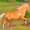 Palomino Horse Paint By Numbers