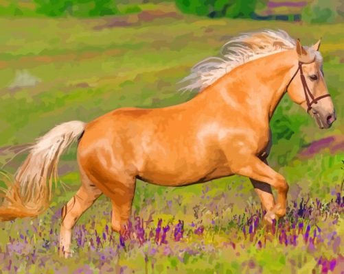 Palomino Horse Paint By Numbers